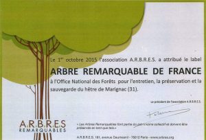 arbre-remarquable