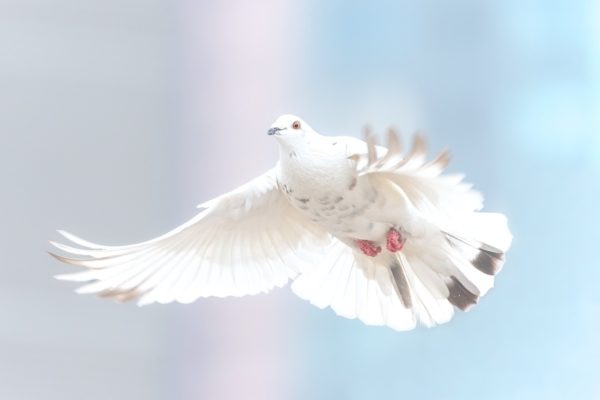 dove-2680487_1280