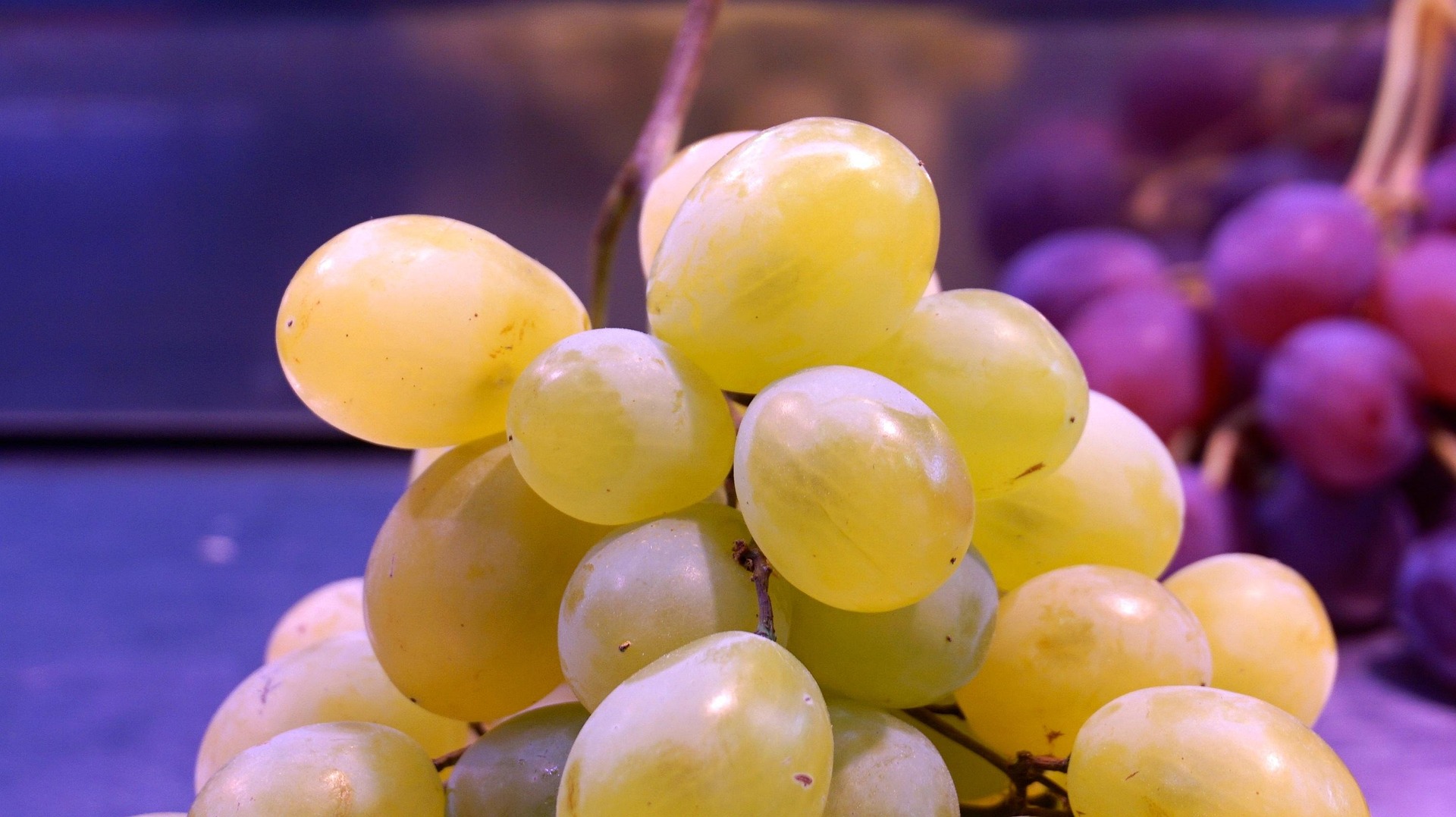 germannavas1-grape-1740957_1920